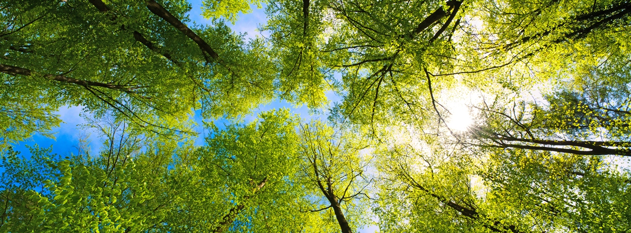 Wald und Holz header